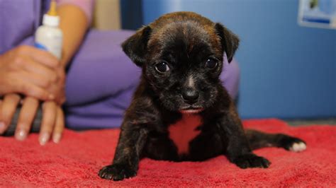Abandoned puppy being treated for birth defect