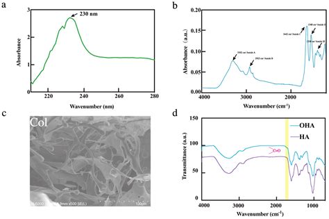 A Multifunctional Double-Network Hydrogel Based on Bullfrog Skin ...