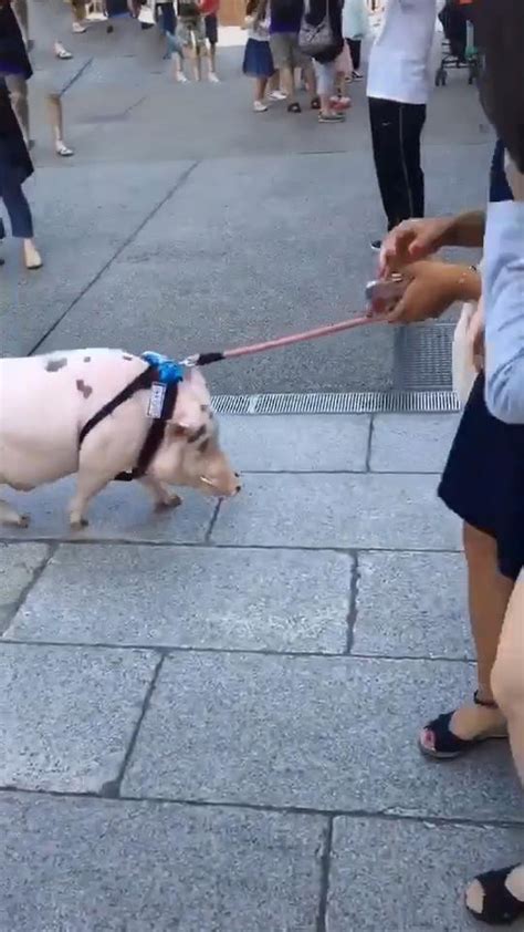 大爷牵着一头猪逛街，女子看清后偷笑，女子：想不到猪能当宠物_动物