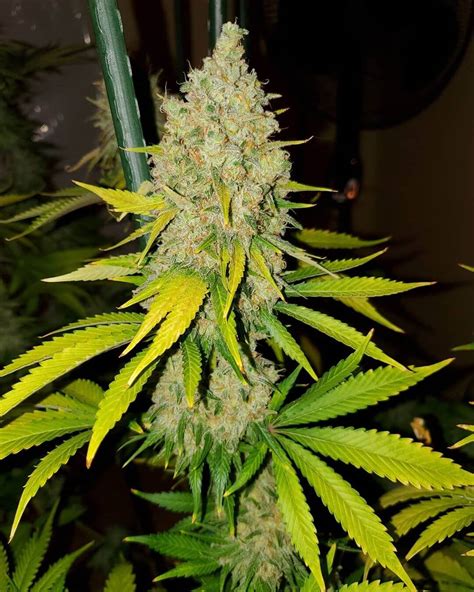 Ak 47 Plant
