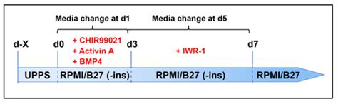 Non-Human Primate iPSC Generation, Cultivation, and Cardiac ...