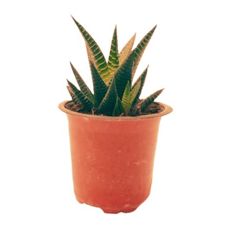 Zebra Haworthia – ManBhawan Nursery