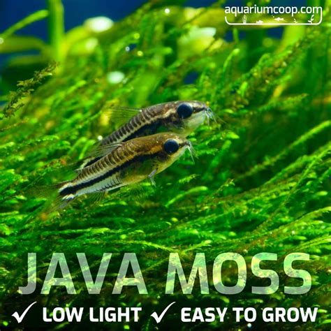 Live Java Moss 的图像结果