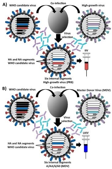 Reverse Genetics Approaches for the Development of Influenza Vaccines