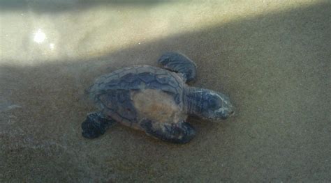 Costa Dourada beach and its cliffs: the first beach in Bahia from south to north.