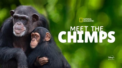 Watch Meet The Chimps Full HD TV Show Online | Airtel Xstream Play