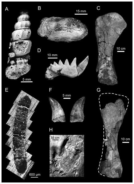 The palaeoenvironment of the Upper Cretaceous (Cenomanian–Turonian ...