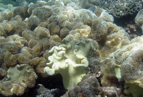 Hilfe, Bestimmung von Korallen !? - Korallen - Meerwasserforum