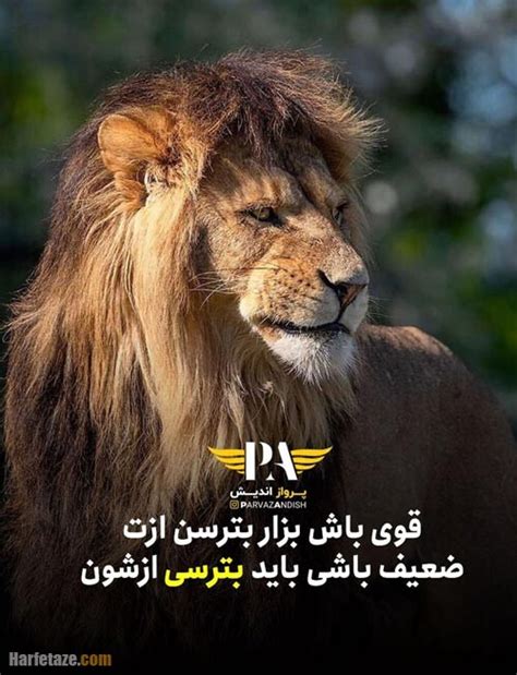 متن فاز سنگین درباره شیر + عکس پروفایل و عکس نوشته با موضوع شیر جنگل