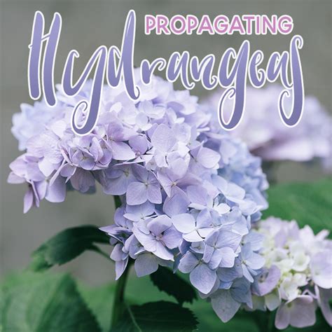 Propagating Hydrangeas 的图像结果
