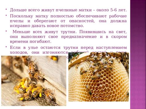 "Биологические особенности пчёл"