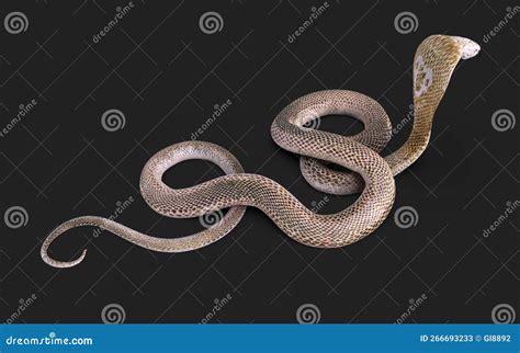 Albino King Cobra Snake White And Brown Cobra Snake With Clipping Path ...