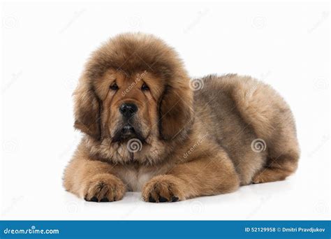 Tibetan Mastiff Dog White at Annabelle Finlay blog