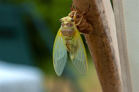 The Enigmatic Cicadas: A Complete Guide | Excel Pest Service
