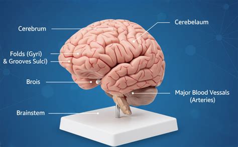 Ajanta Export Brain Model Deluxe Human Brain Anatomy Model with ...