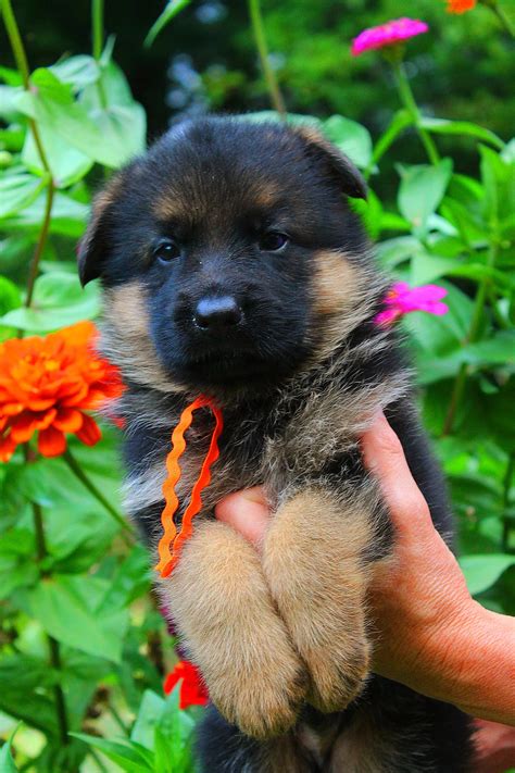 GERMAN SHEPHERD PUPPIES