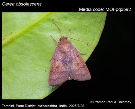 Carea obsolescens Moore, 1884 - | Moths