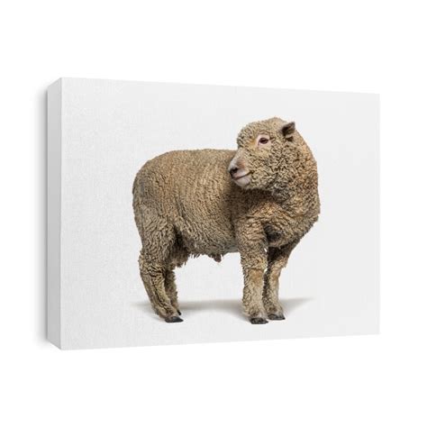 Southdown Sheep, Babydoll, Smiling Sheep Canvas Print | CanvasWorld