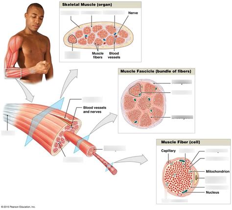 Image result for Skeletal Muscle Functional Unit