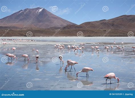 Flamingos in Lagoon Hedionda, Bolivia, Atacama Desert Stock Image ...