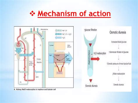 Diuretics-Mechanism of action,Diuretic Types and Adverse effects,Drug specifications | PPTX