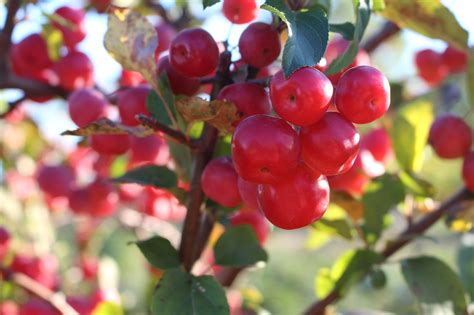 Image result for Bush Apple Tree