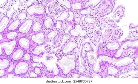 Image result for Tissue Sample Drawing Under Microscope