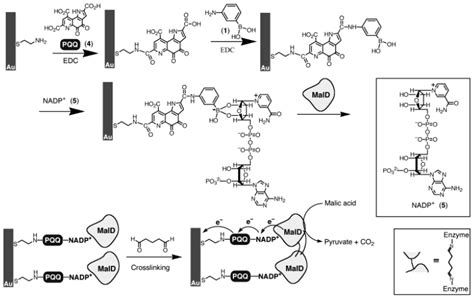 Boronic Acid-Based Approach for Separation and Immobilization of ...