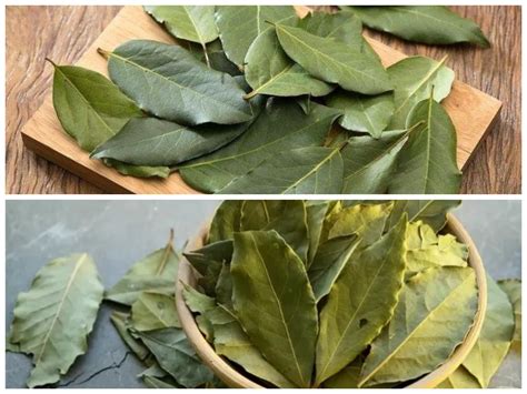 Daun Salam: Khasiat Tersembunyi yang Membawa Banyak Manfaat untuk ...