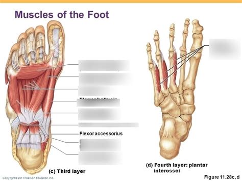 Foot Diagram 的图像结果