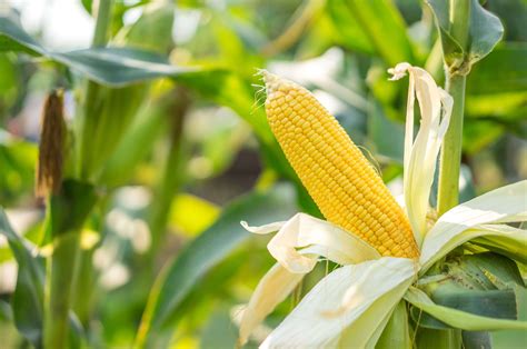 Health Benefits Of Maize – DoctorPanie