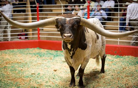 Texas Longhorns Bull