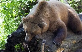 Image result for Brown Bear Animal