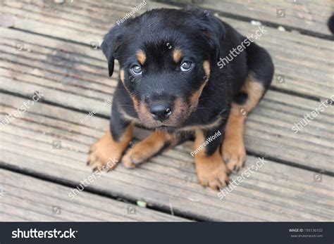 Rottweiler Puppies 2 Months