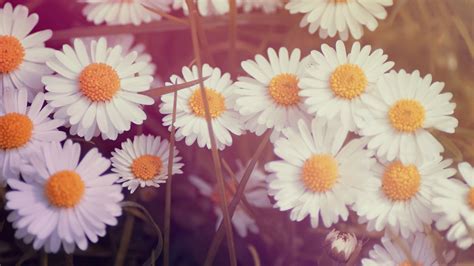 Vintage Flower Backgrounds HD - PixelsTalk