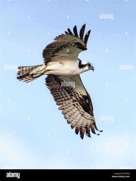 Osprey in flight, Pandion haliaetus, sea hawk, fish eagle, river hawk ...