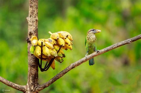 North Goa Bird Watching Tour - Klook India