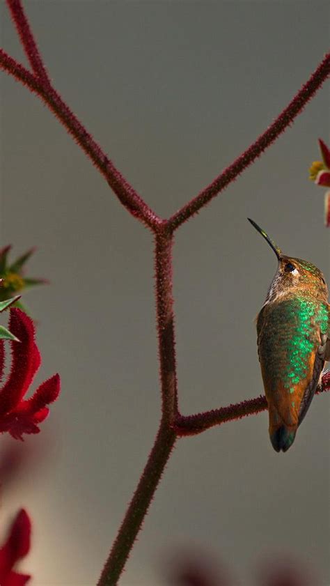 Bing Bird Wallpaper 的图像结果