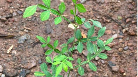 Sravana Masam 2024: శ్రావణమాసంలో ఇంట్లో బిల్వ మొక్క నాటవచ్చా.. పండితులు ...