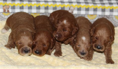 Mustard Seed Ranch | Georgia | Dog Breeders