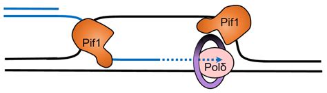 Role and Regulation of Pif1 Family Helicases at the Replication Fork