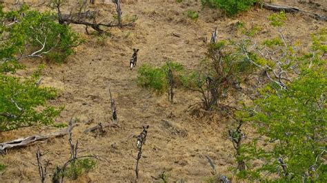 "By the time the pack regroup, their hunt has taken them all the way backto the edge of the ...
