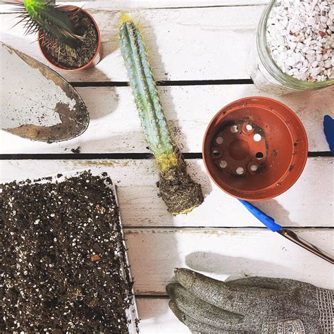 How to make cactus potting soil — Barry The Cactus Blog