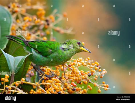 Image result for Getting Started with Python Class 11