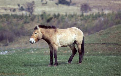 Mongolian Wild Horse photo WP04708