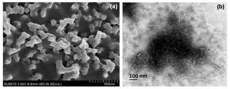 Synthesis, Characterization, and Pesticidal Activity of Emamectin ...