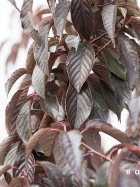 Prunus serrulata 'Royal Burgundy' | Gratis bezorgd!