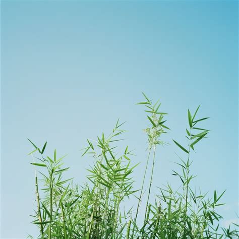 Free Skyward Bamboo Reach Image - Bamboo, Sky, Green | Download at ...