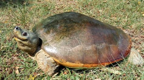 Northern River Terrapin | Nature inFocus