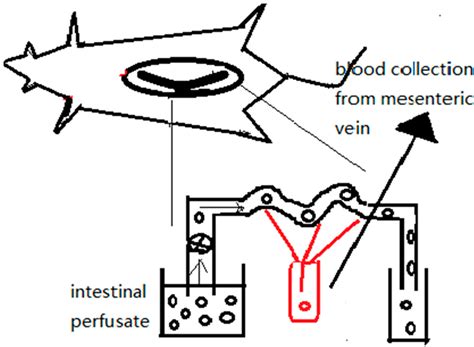 Developments in Methods for Measuring the Intestinal Absorption of ...